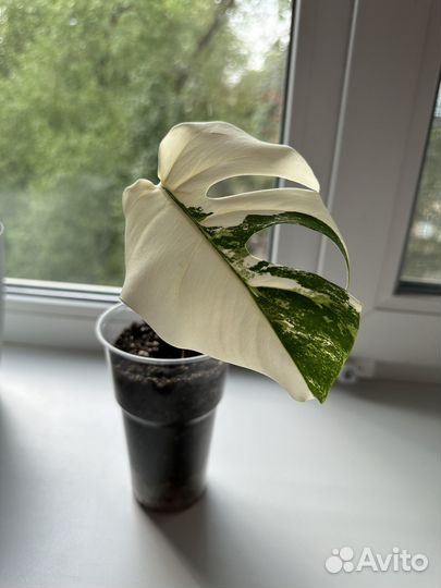 Монстера вариегатная Альба