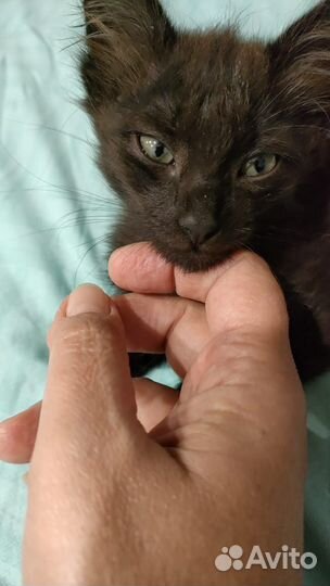 Котик в добрые руки