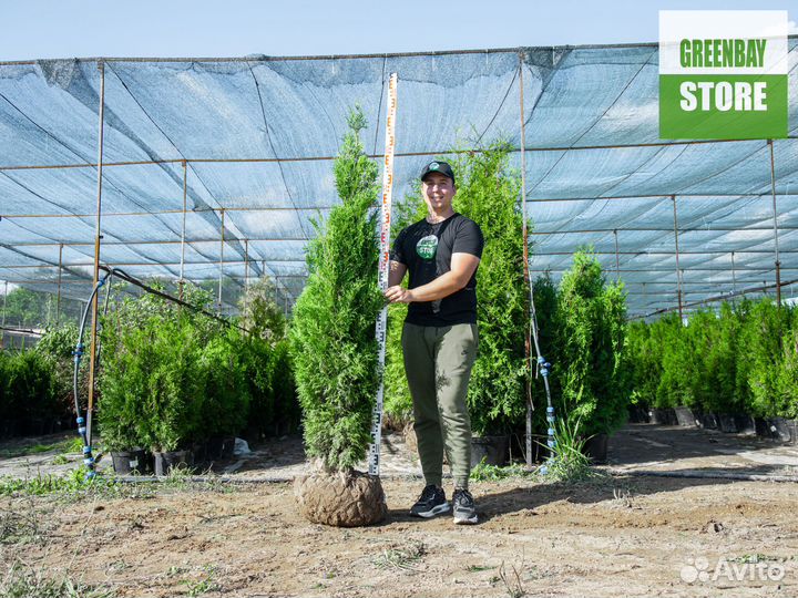 Туя колумна 1,6 м свежая копка 2023