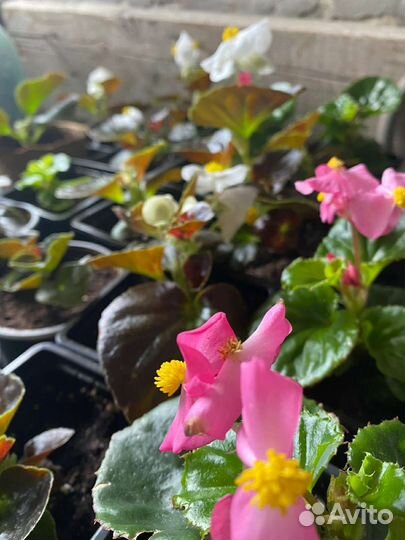 Бегония вечноцветущая