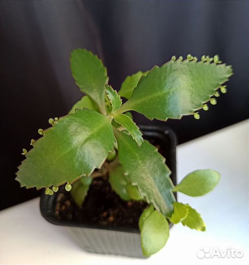 Комнатные декоративные растения