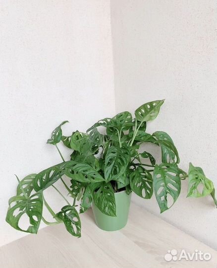 Монстера манки