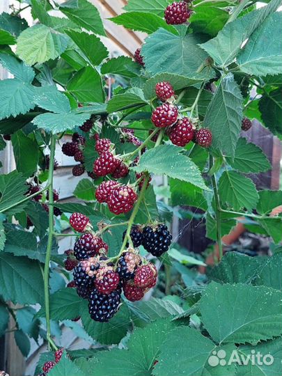 Ежевика бесшипая