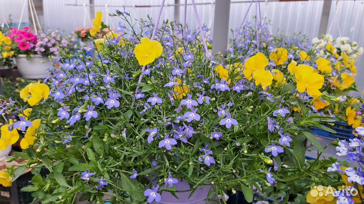 Ампельные цветы в кашпо и в рассаде