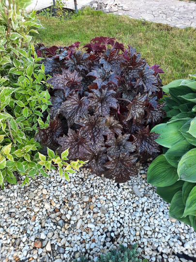 Многолетние растения