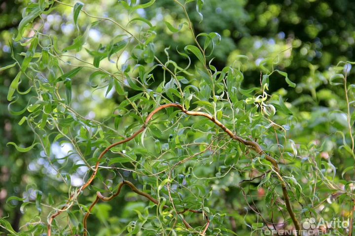 Ива пурпурная нана, ива свердловская 1