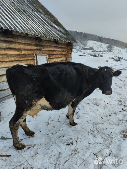 Продам корову