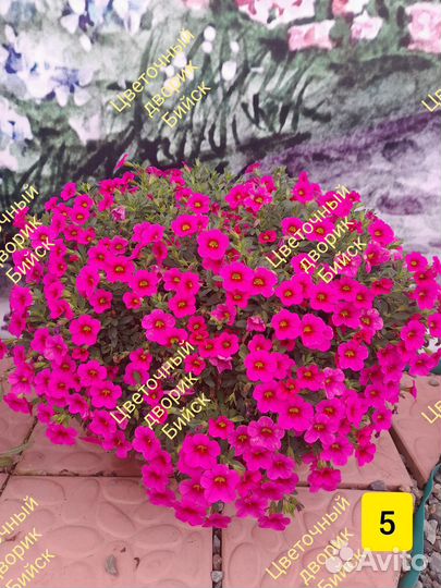 Рассада. Цветы