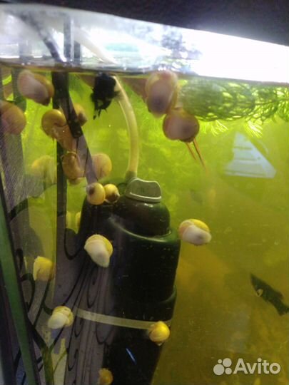 Улитки ампулярии