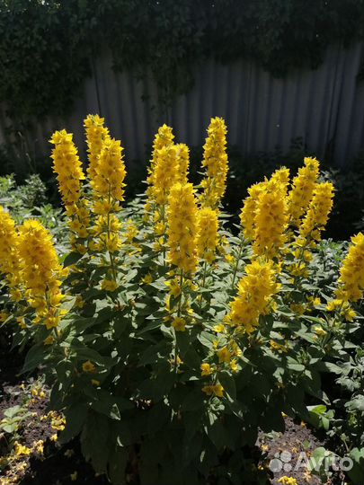 Многолетники садовые