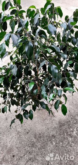 Бенджамина