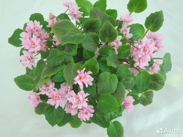 Сортовые фиалки