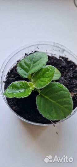 Глоксиния Блю Пикоти, Имперс синие чернила