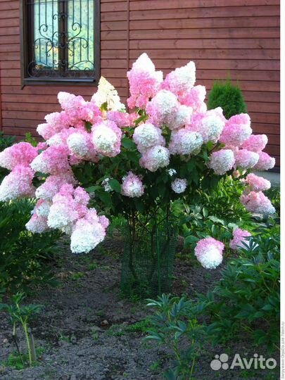 Гортензия метельчатая