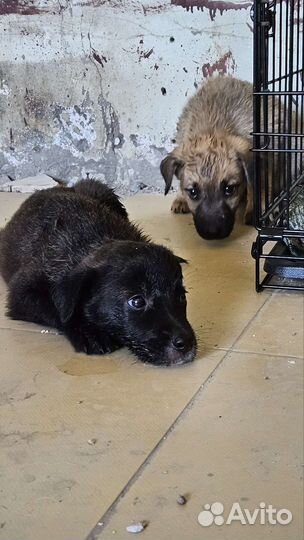Щенки 3 мес. (будут среднего размера)