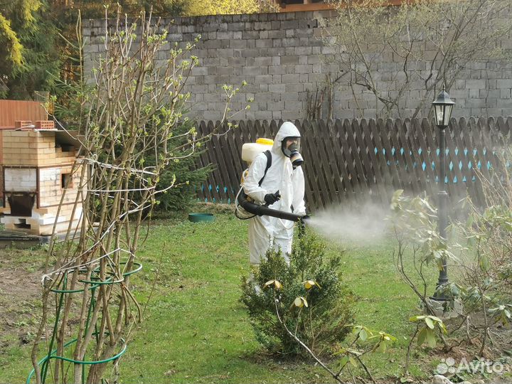 Тараканы, клопы, осы, плесень,запахи, мыши