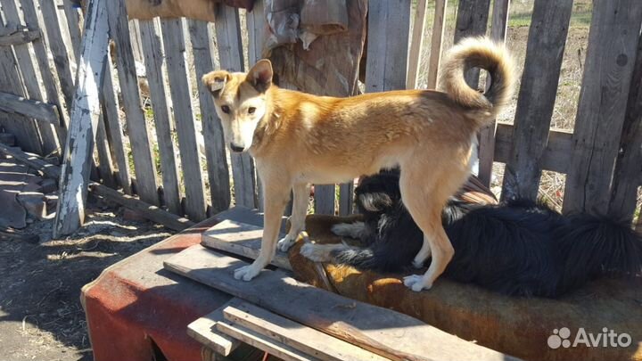 Пристройство в добрые руки