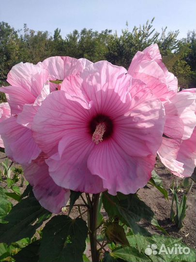 Сортовые гибискусы