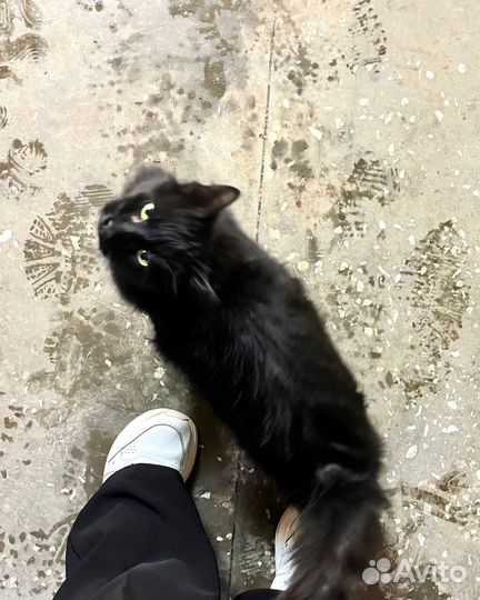 Кошечка бездомная