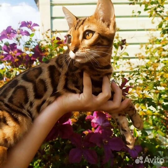 Бенгальские котята