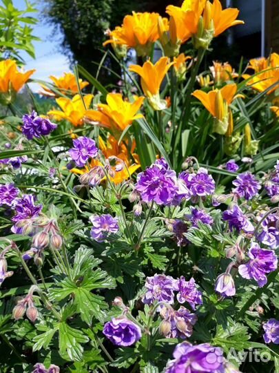 Многолетнее растение для сада -герань Бирч Дабл