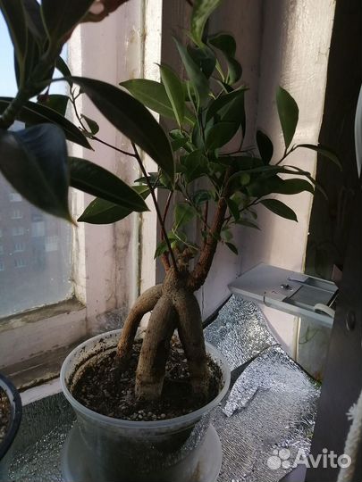 Фикус гинсенг