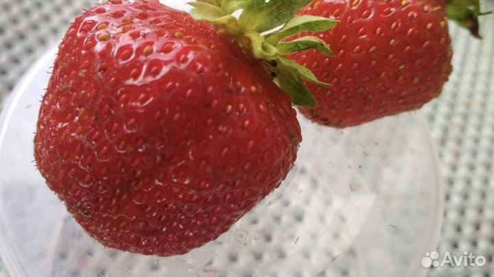 Рассада сортовой клубники