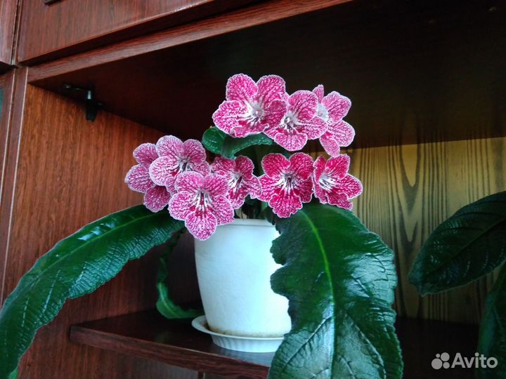 Стрептокарпус 