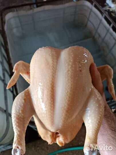 Куры бройлеры тушки мясо