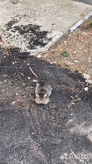 Котята