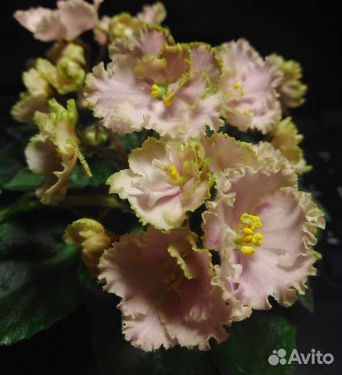 Сортовые фиалки мини взрослые