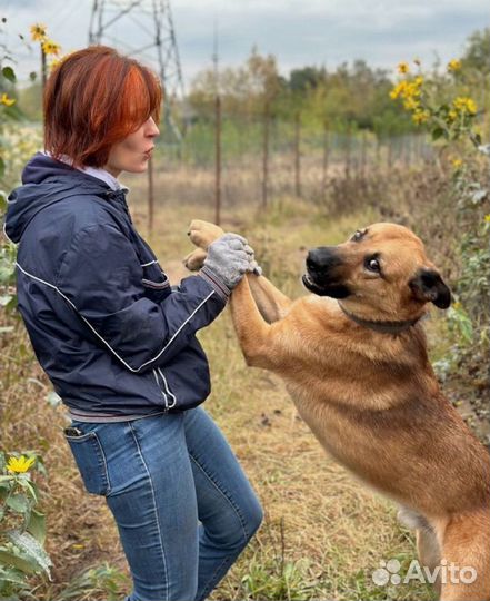 Рыжий красавчик Рон ищет дом