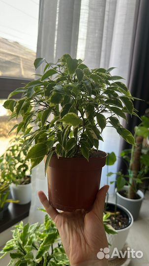 Бенжамин кинки