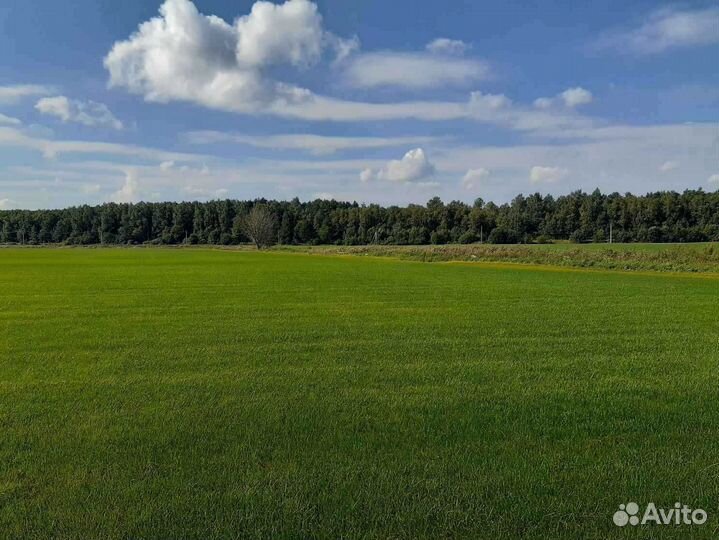 Укладка рулонного газона