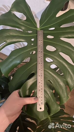 Монстера, 1,5м