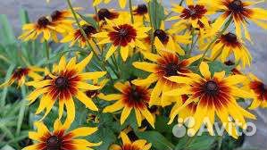 Рудбекия