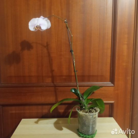 Орхидея фаленопсис Sogo Diamond (Сого Даймонд)