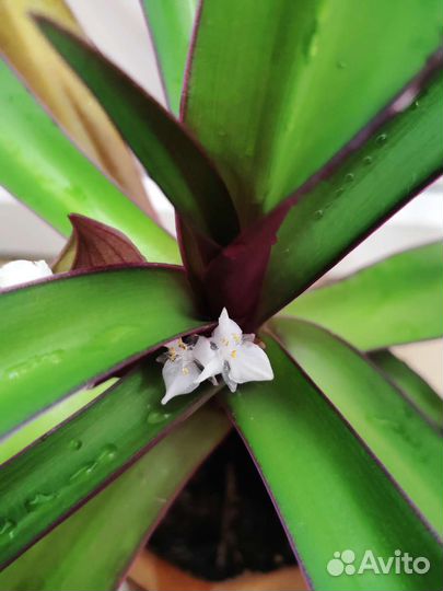 Рэо традесканция