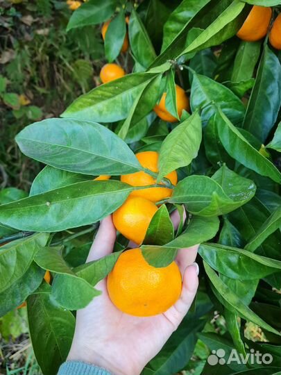 Экскурсии/туры в Абхазию