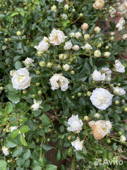 Роза почвокровная белая