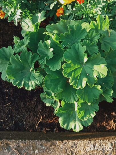 Пеларгония герань