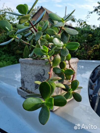 Денежное дерево