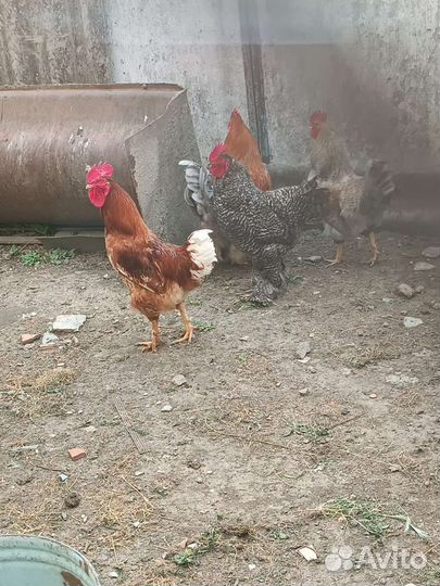 Молодые петухи