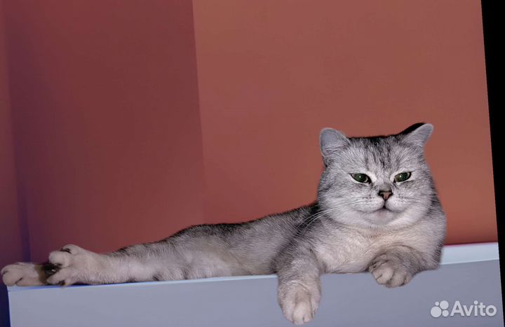 Шотландская кошка