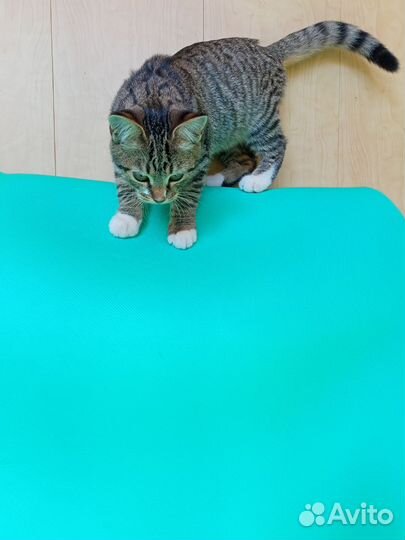 Котята бесплатно