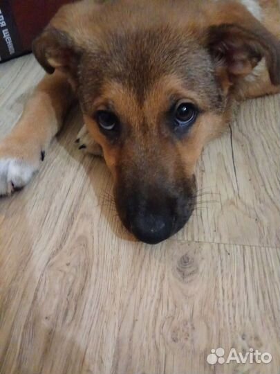 Щенок девочка