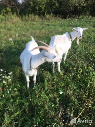 Зааненская коза