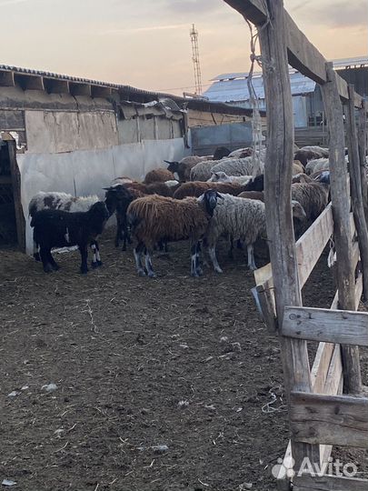 Курдючные бараны овцы