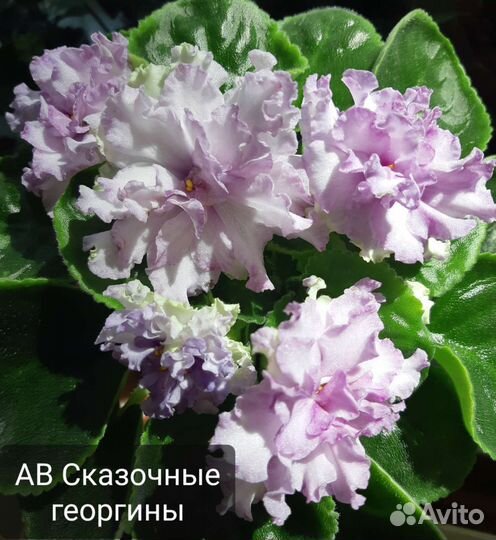 Фиалка сортовая, лист свежей срезки (часть 2)