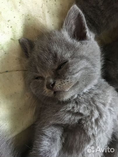 Котята британцы